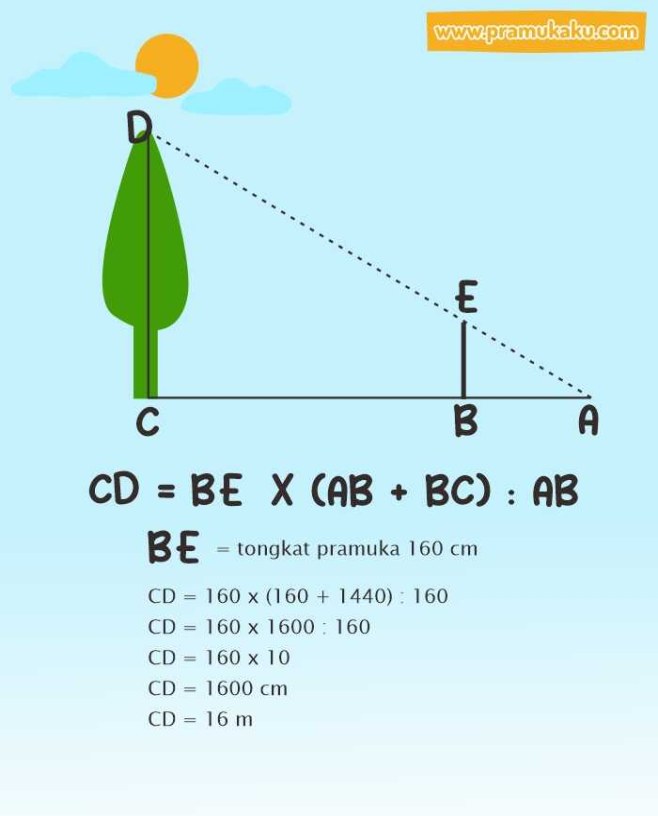 Cara Menaksir Tinggi Pohon Pramuka